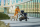 Прогулочная коляска Cybex Gazelle S с корзиной и дождевиком - Интернет-магазин детских товаров Зайка моя Екатеринбург